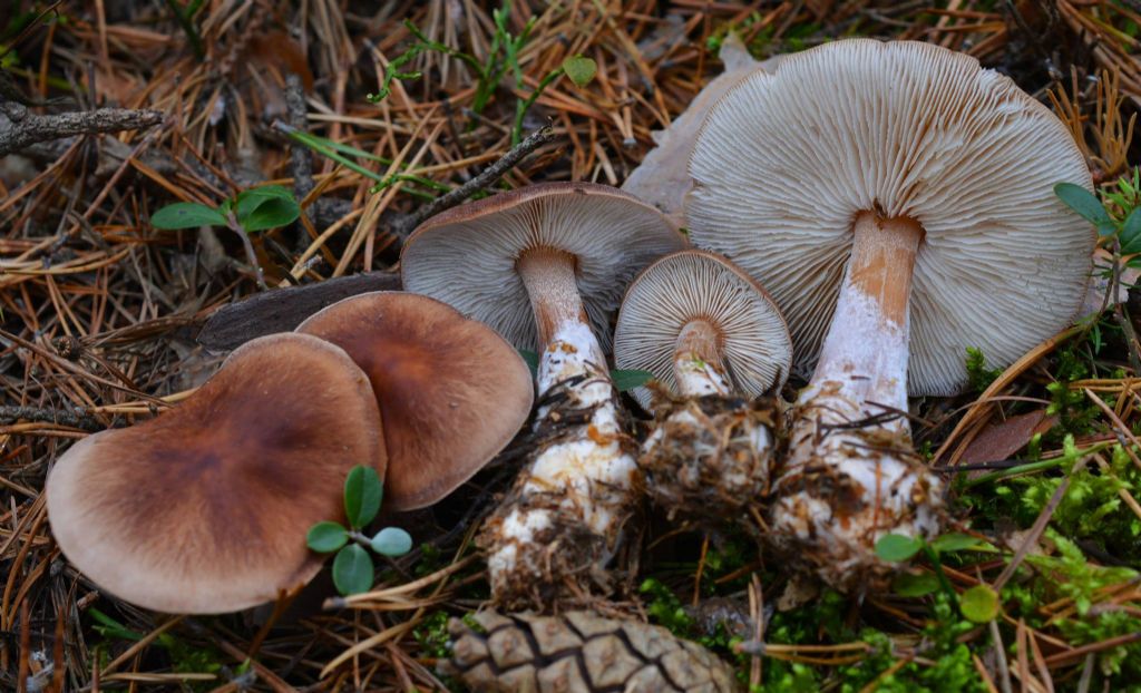 Rhodocollybia filamentosa (Velen.) Antonn